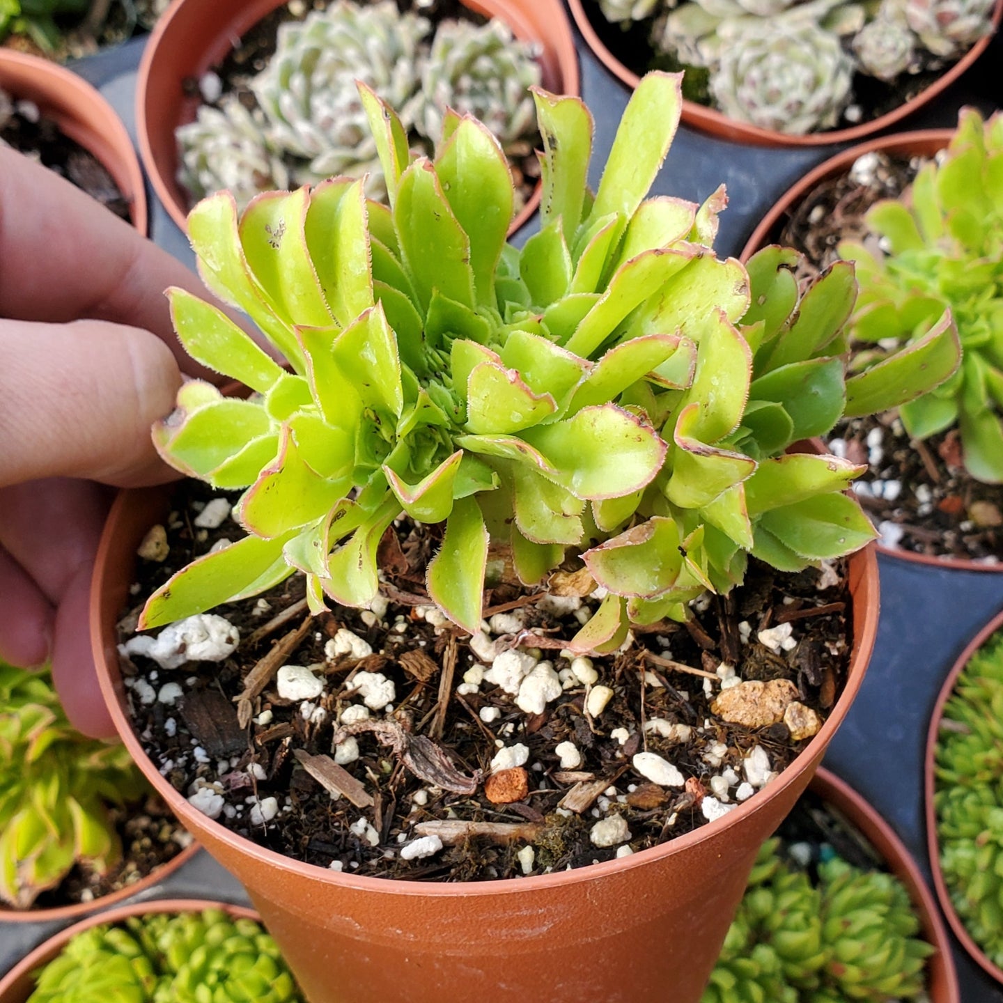 Aeonium 'Firecracker' Crest